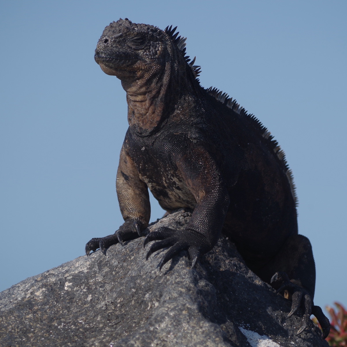 Leguan Galapagos / (c) Pia Adamsen
